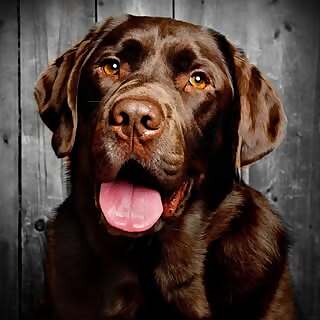 Angus