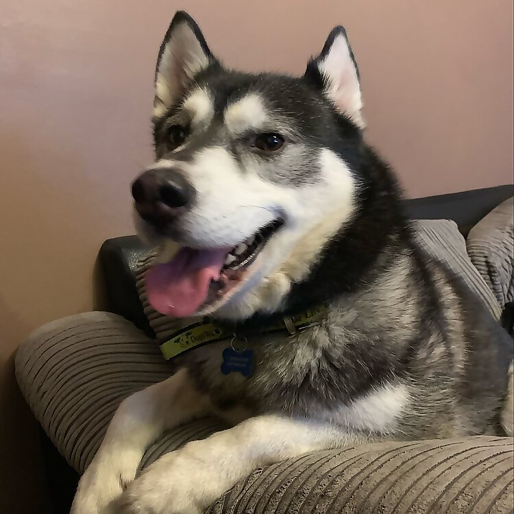 Shadow