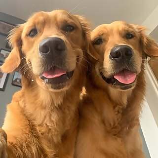 Fredrick & Royston