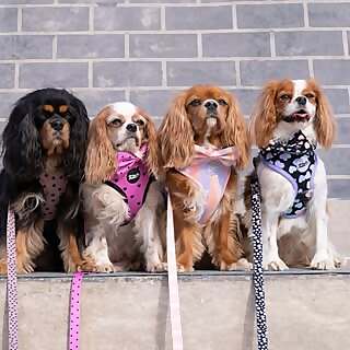 The Cavdashians