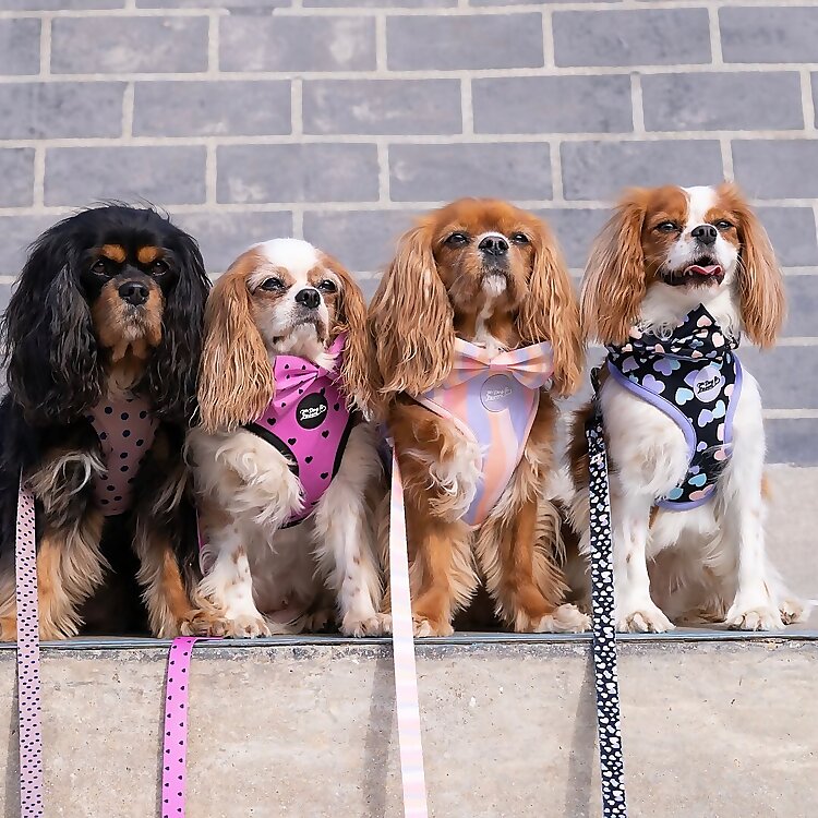 The Cavdashians