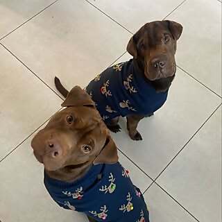 Bruce & Bruno