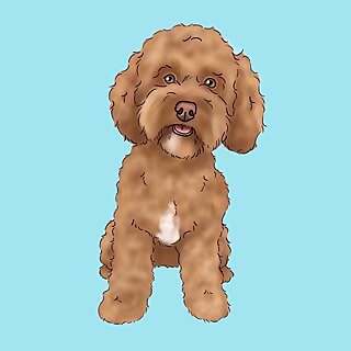 Rufus