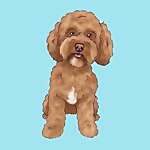 Rufus