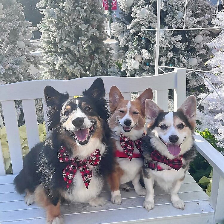 Panda, Piper & Presley