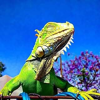 Charlie The Iguana