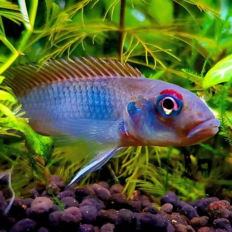  Alexander Williamson