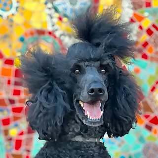 Dazu Poodle