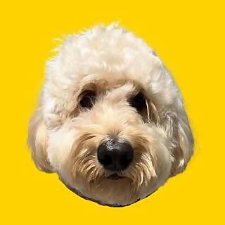 Willow Doodle Lee