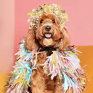 J Fanny Karpman and Gracie Rainbows