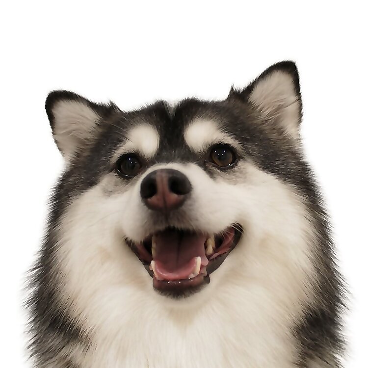 Loki
