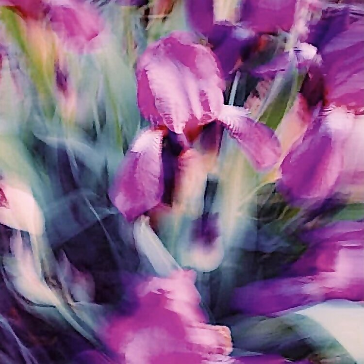 Iris Pham