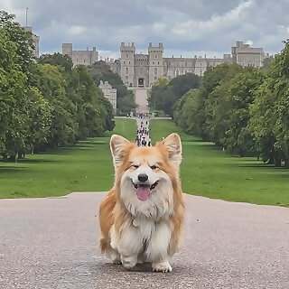 Marcel Le Corgi