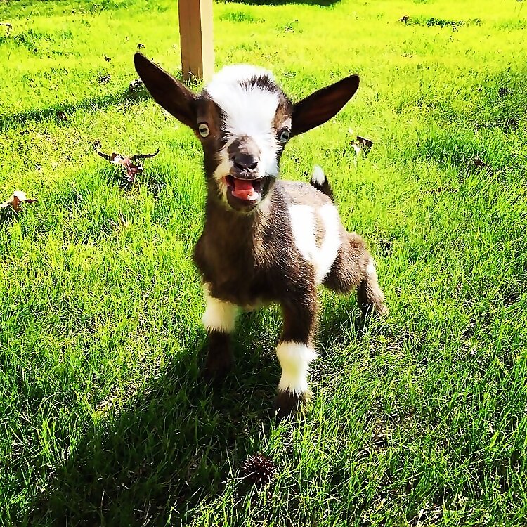 Goat Daddy's