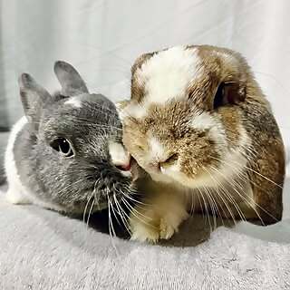 Mochi & Ube