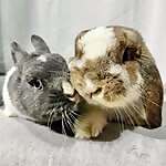 Mochi & Ube