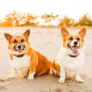 Hannah, Pumpkin, and Bokhee