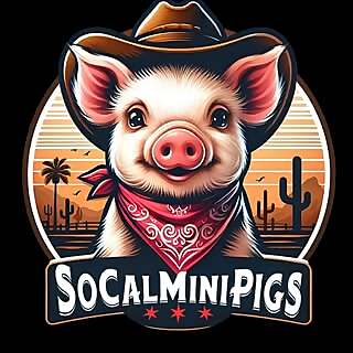 SoCalMiniPigs 