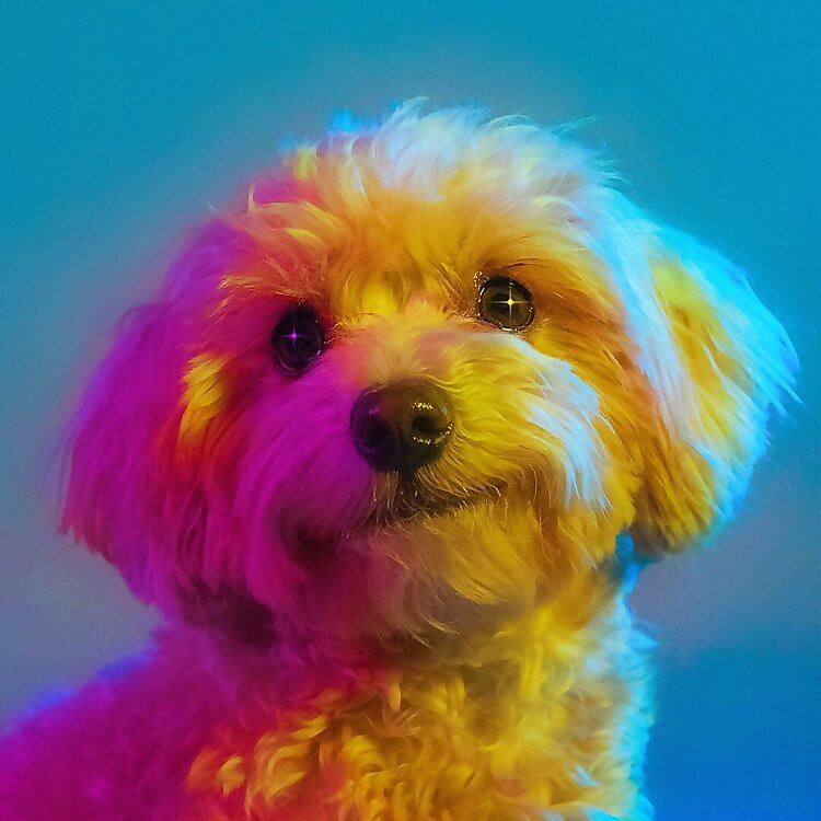 Ollie the Maltipoo