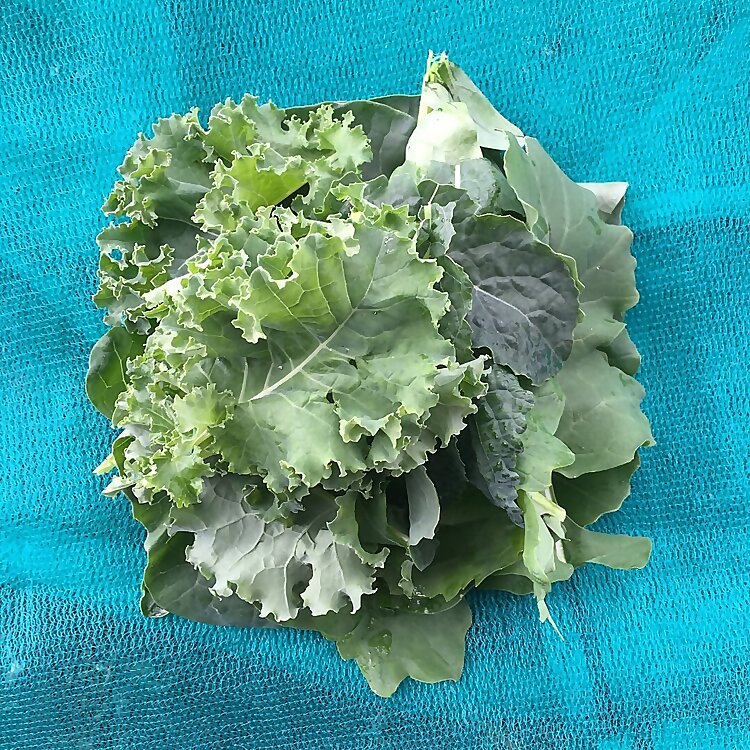 Steve RichardsPeter Millard