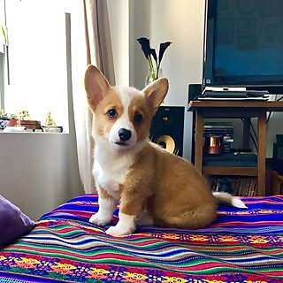 Astrid Willow San-Pettigrew