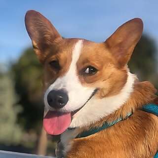 Tutti the Corgi