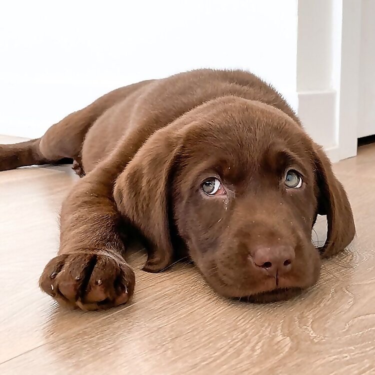 Rocco