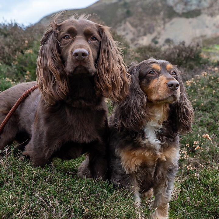 Hunter & Maple