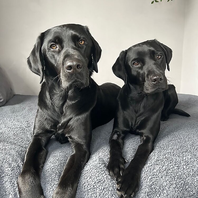 Bleu & Storm