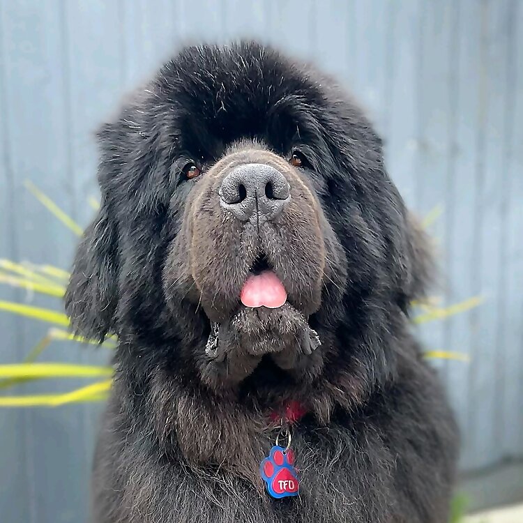 Ted