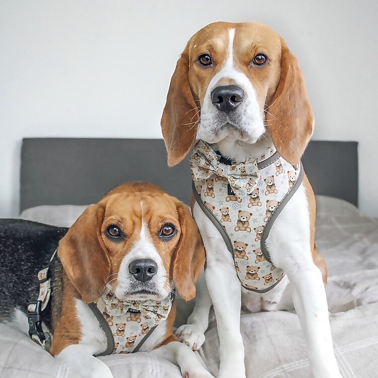 Kiki & Koko