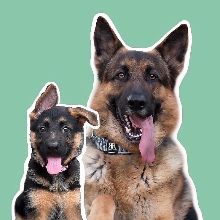Bear & Bailey & Bruce