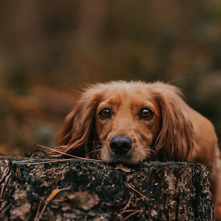 Spaniel Lucia