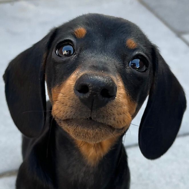 Myla