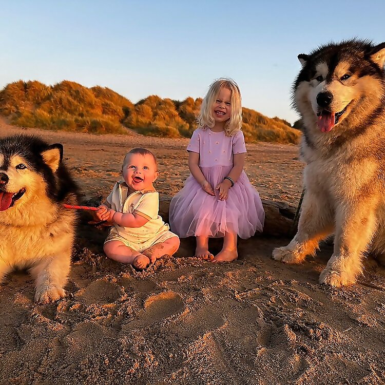 Malamutes