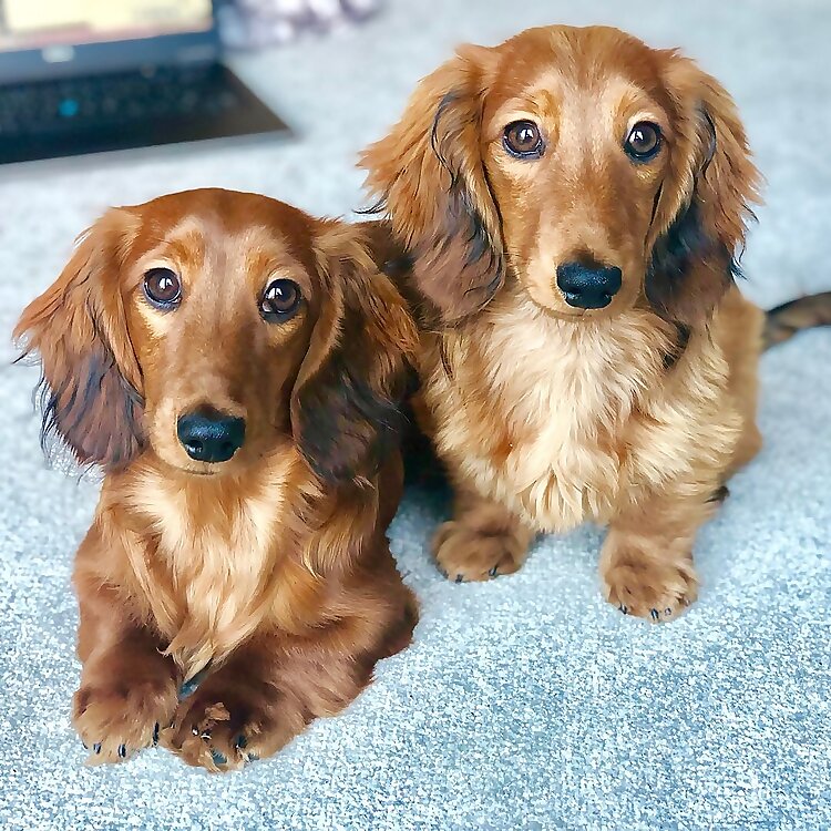 Cheddar & Chester Dachshunds
