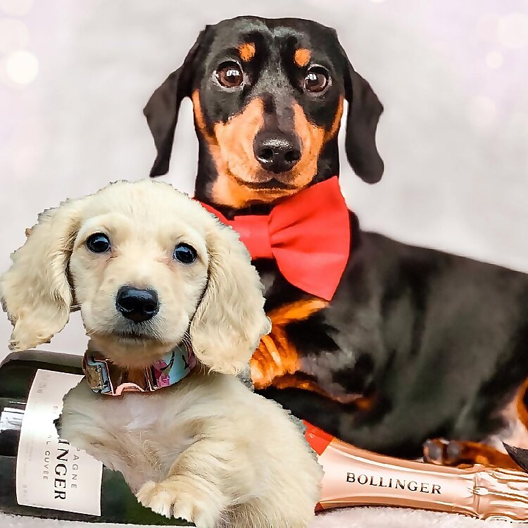 Sid & Nancy Sausage