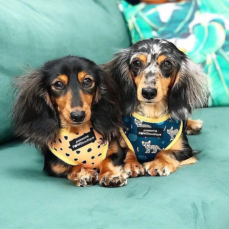 Digit & Pippa