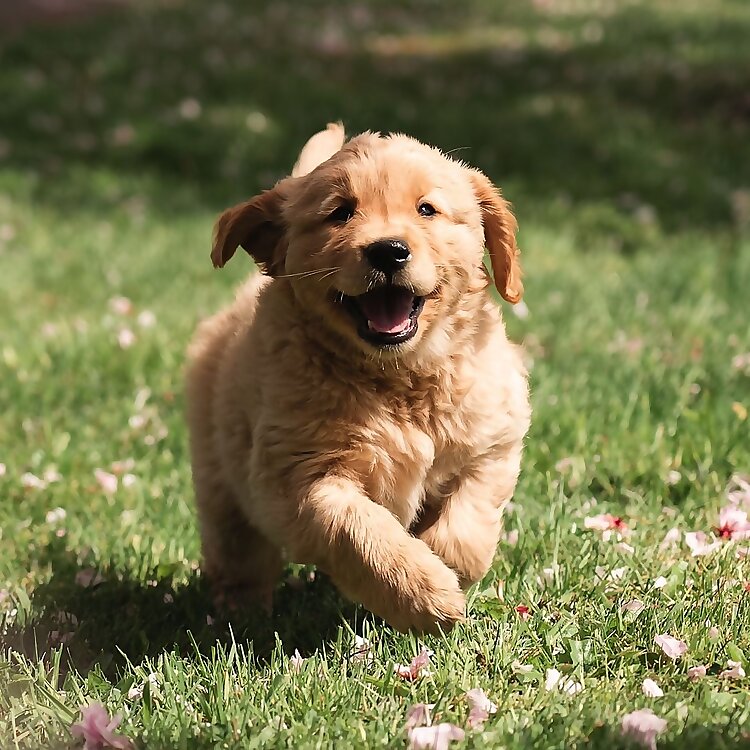 Pacha the Golden