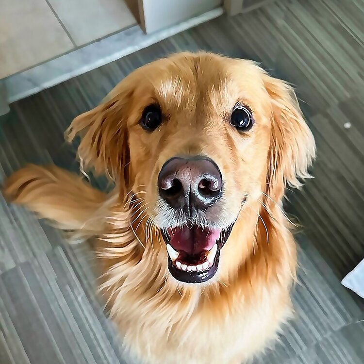 A Guy and A Golden