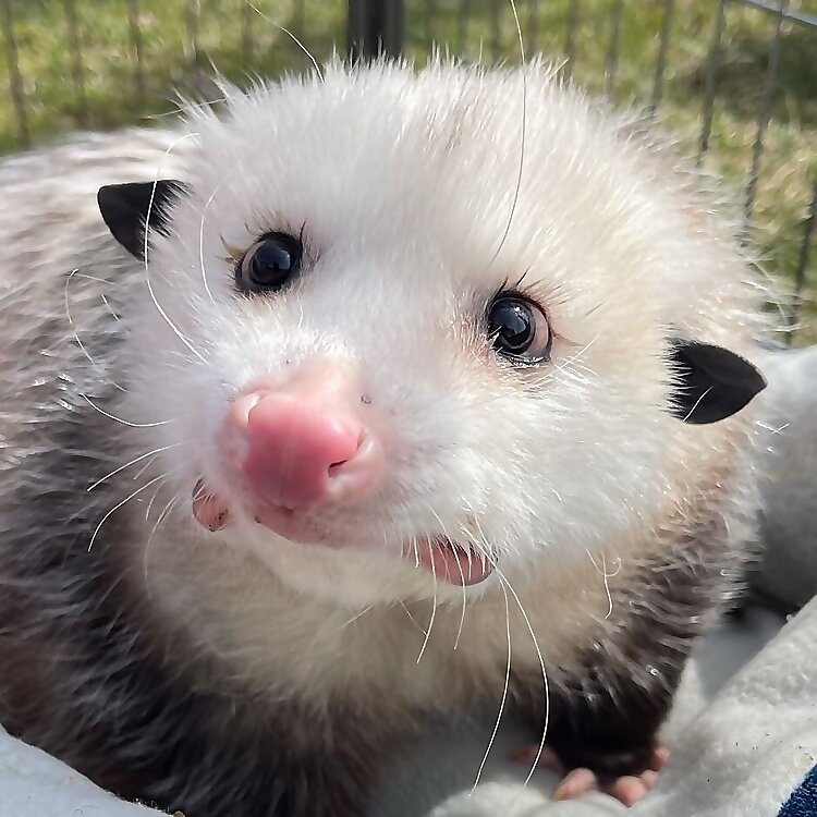 Gladys the Opossum
