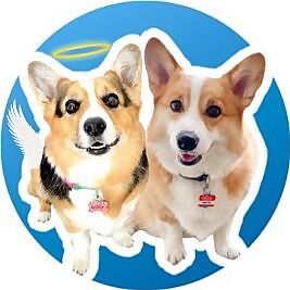 Hammy & Olivia Corgi