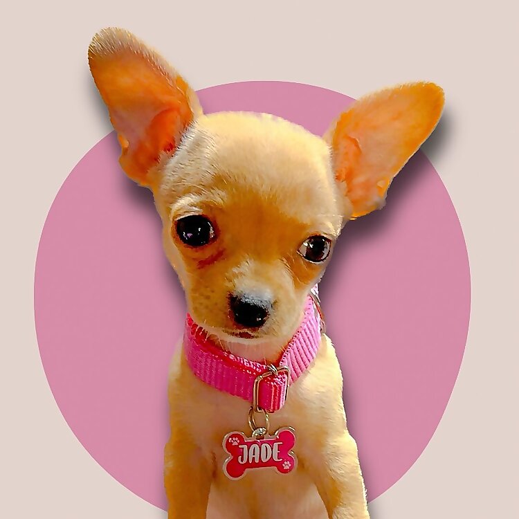 Jade Mini Pinscher