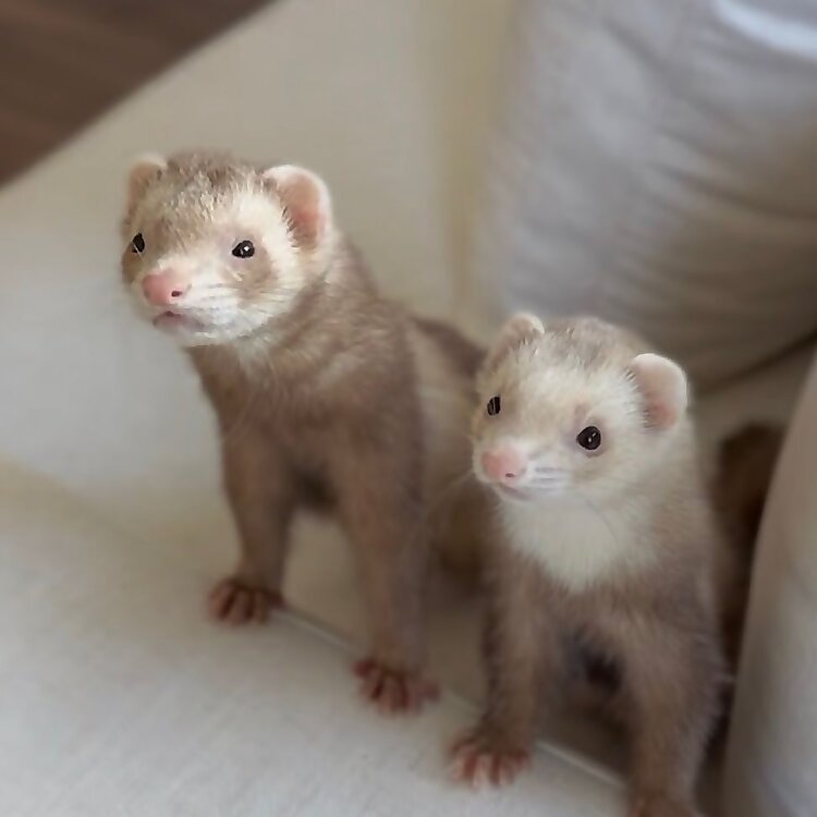 Moon & Nala