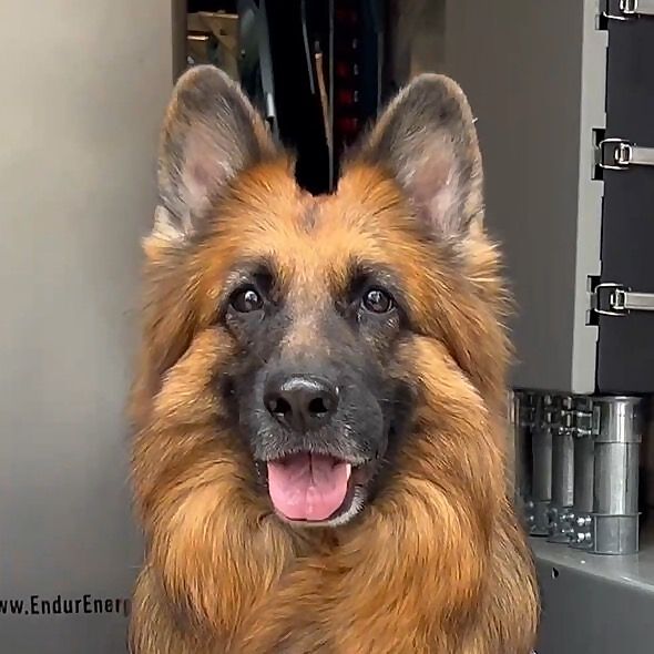 Nala The Service Dog