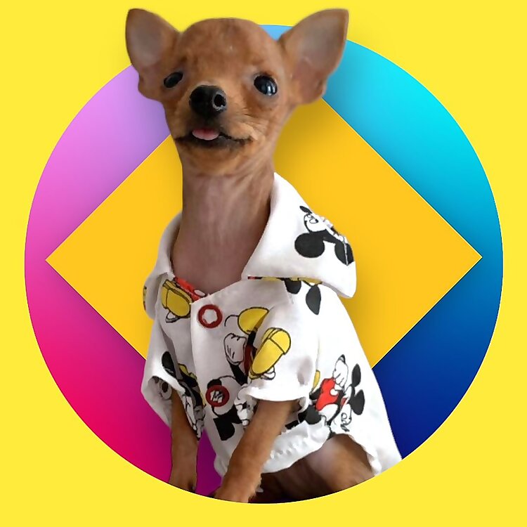 Afonso O Pinscher