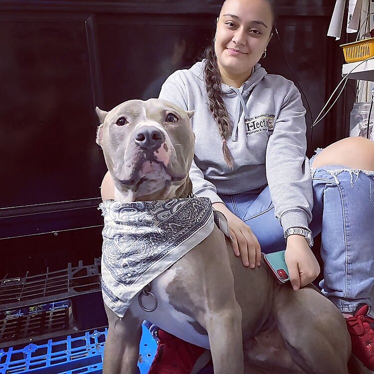 Perrito de la Tienda
