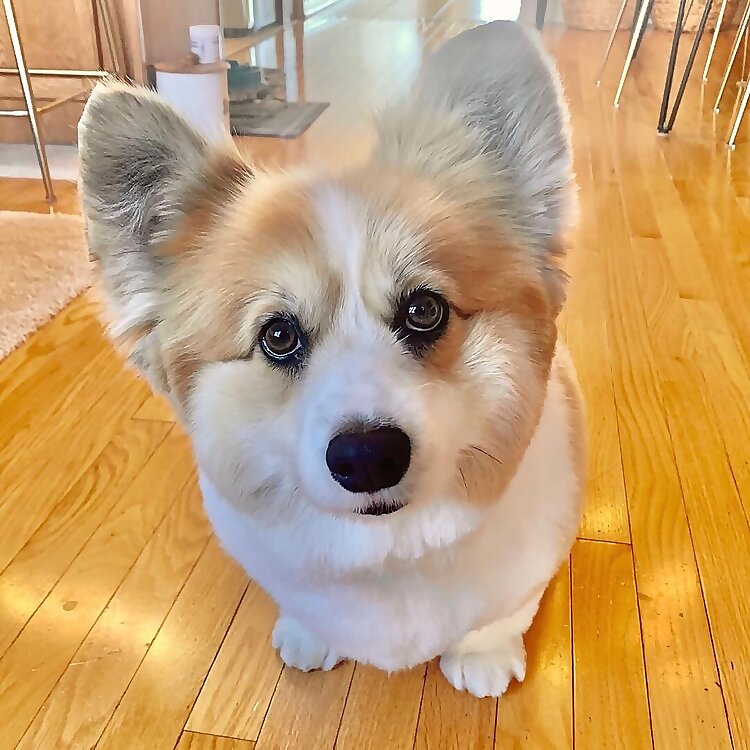 Hudson The Fluffly Corgi