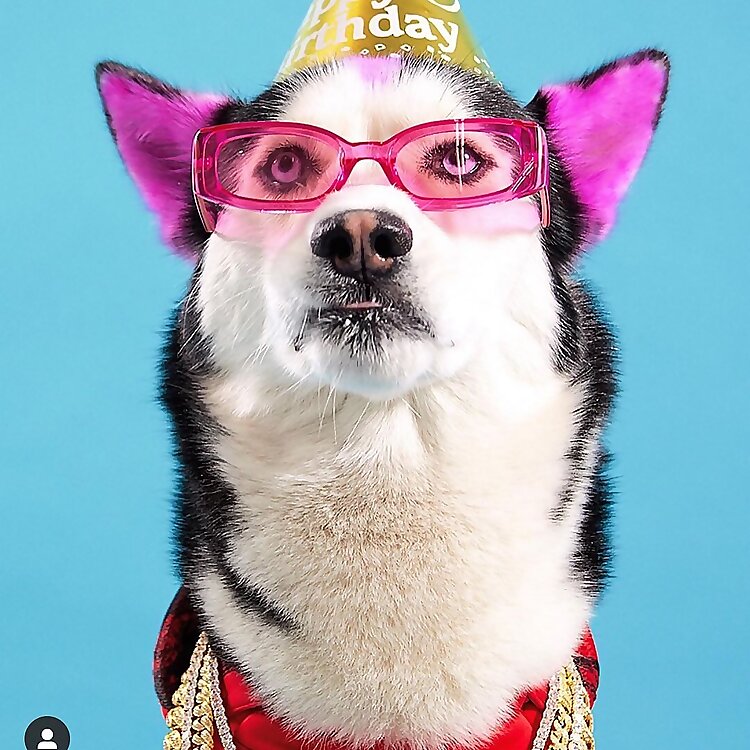 Swaggy Wolfdog