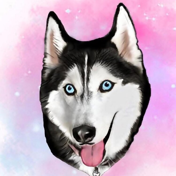 Meeka The Husky
